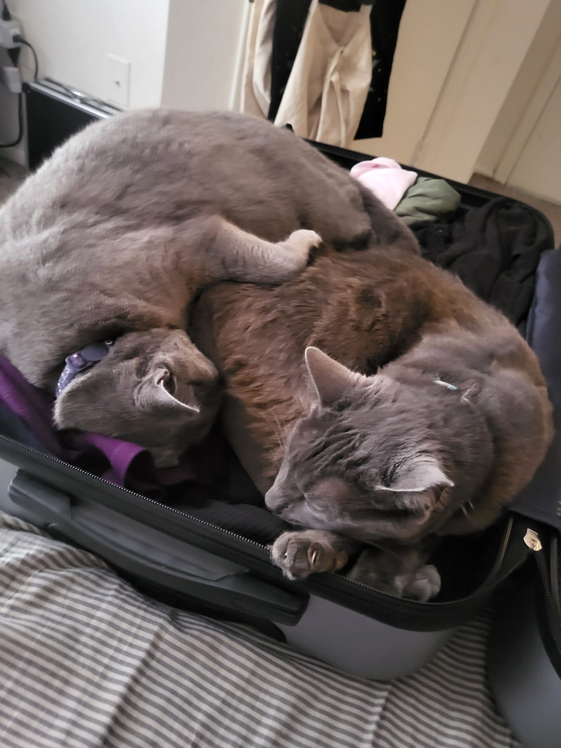 Suitcase Kitties